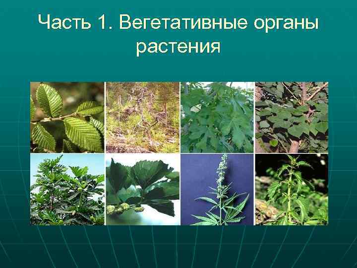 Часть 1. Вегетативные органы растения 