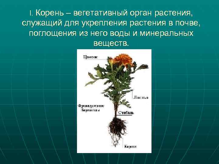 I. Корень – вегетативный орган растения, служащий для укрепления растения в почве, поглощения из