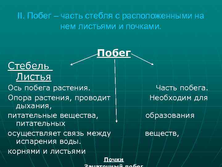 II. Побег – часть стебля с расположенными на нем листьями и почками. Побег Стебель