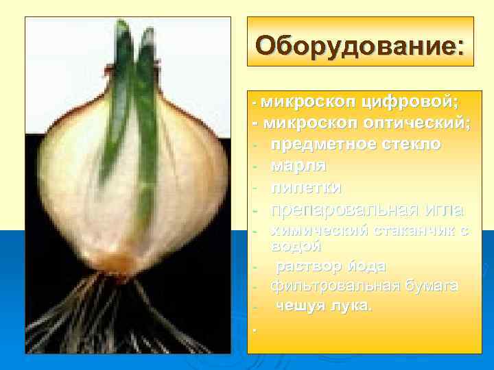 Оборудование: - микроскоп цифровой; - микроскоп оптический; - предметное стекло - марля - пипетки