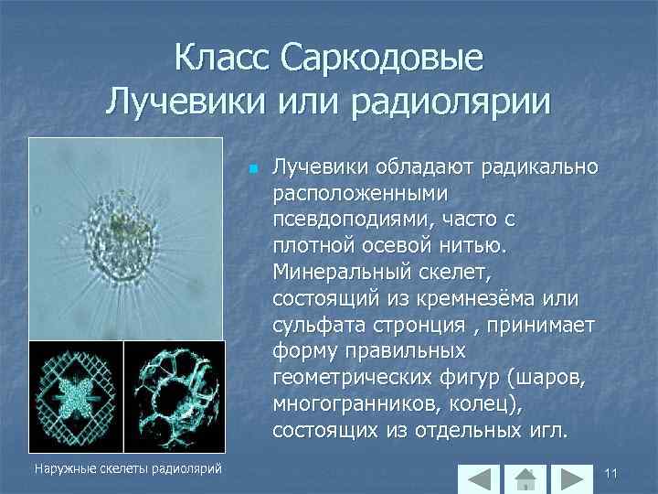 Класс Саркодовые Лучевики или радиолярии n Наружные скелеты радиолярий Лучевики обладают радикально расположенными псевдоподиями,