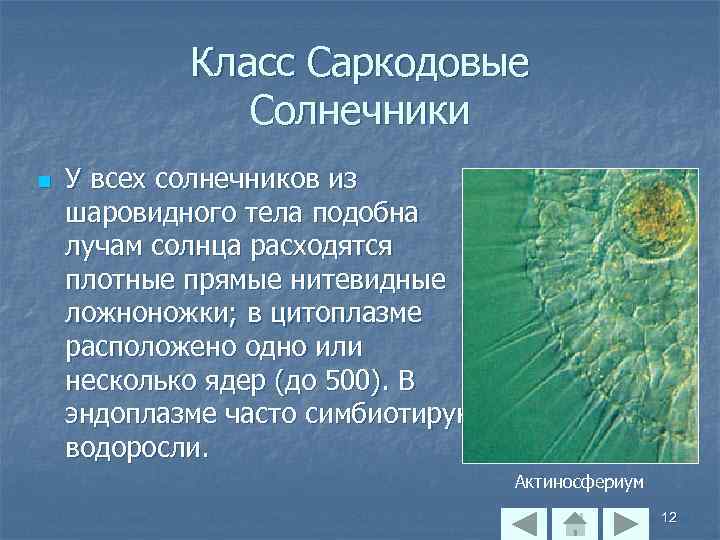 Класс Саркодовые Солнечники n У всех солнечников из шаровидного тела подобна лучам солнца расходятся