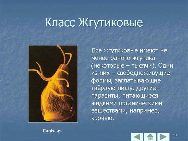 Класс Жгутиковые Все жгутиковые имеют не менее одного жгутика (некоторые – тысячи). Одни из