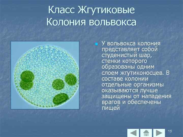 Класс Жгутиковые Колония вольвокса n У вольвокса колония представляет собой студенистый шар, стенки которого