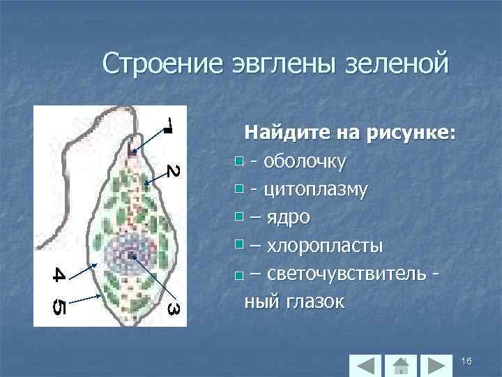 Строение эвглены зеленой Найдите на рисунке: - оболочку - цитоплазму – ядро – хлоропласты