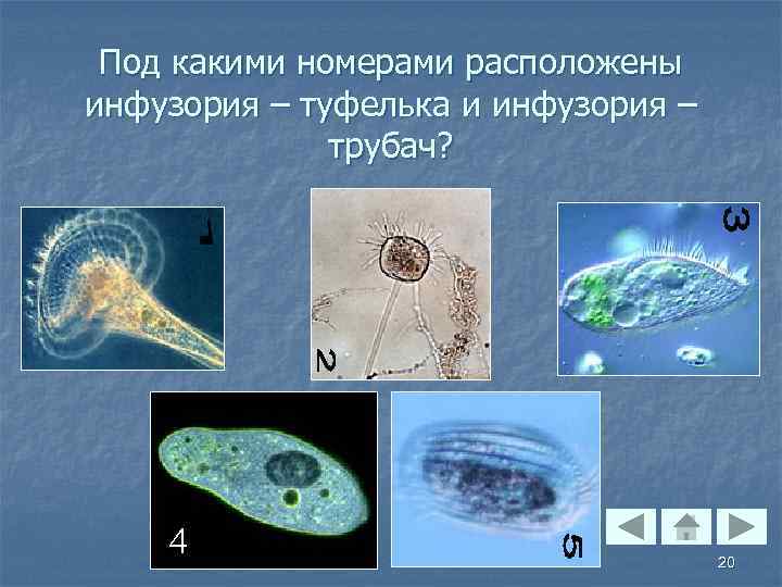 Под какими номерами расположены инфузория – туфелька и инфузория – трубач? 20 