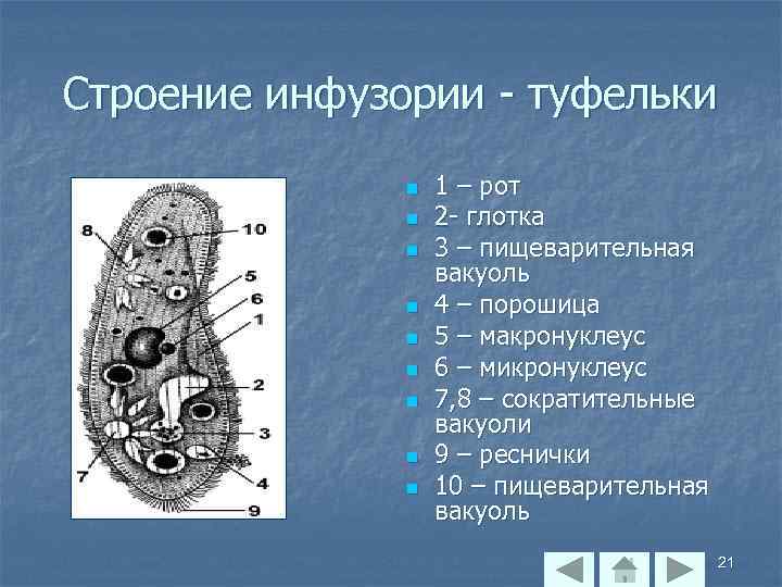 Строение инфузории - туфельки n n n n n 1 – рот 2 -