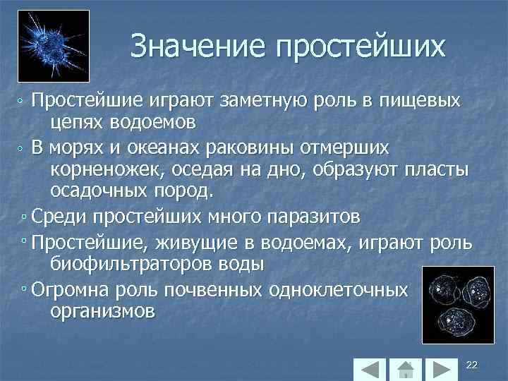 Значение простейших Простейшие играют заметную роль в пищевых цепях водоемов В морях и океанах