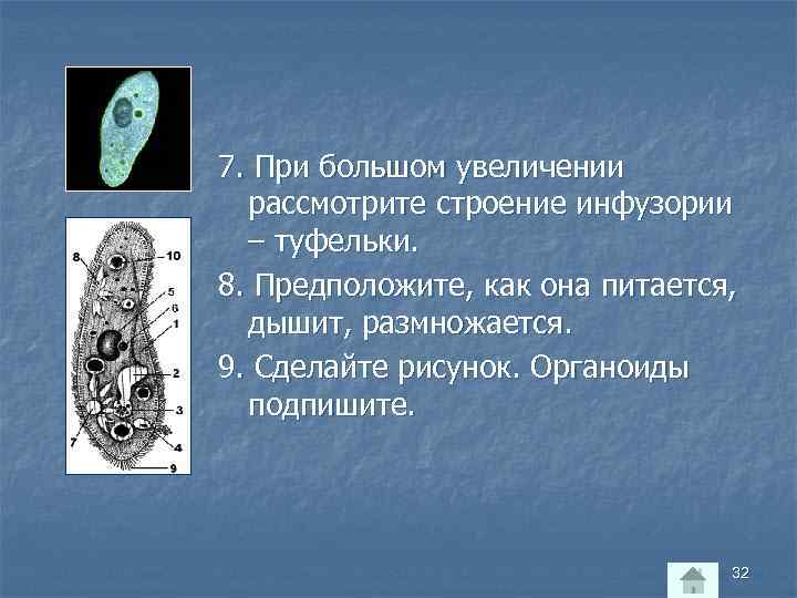 7. При большом увеличении рассмотрите строение инфузории – туфельки. 8. Предположите, как она питается,