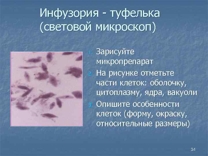 Инфузория - туфелька (световой микроскоп) 1. 2. 3. Зарисуйте микропрепарат На рисунке отметьте части