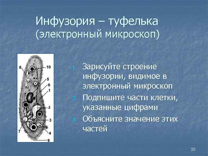 Инфузория – туфелька (электронный микроскоп) 1. 2. 3. Зарисуйте строение инфузории, видимое в электронный