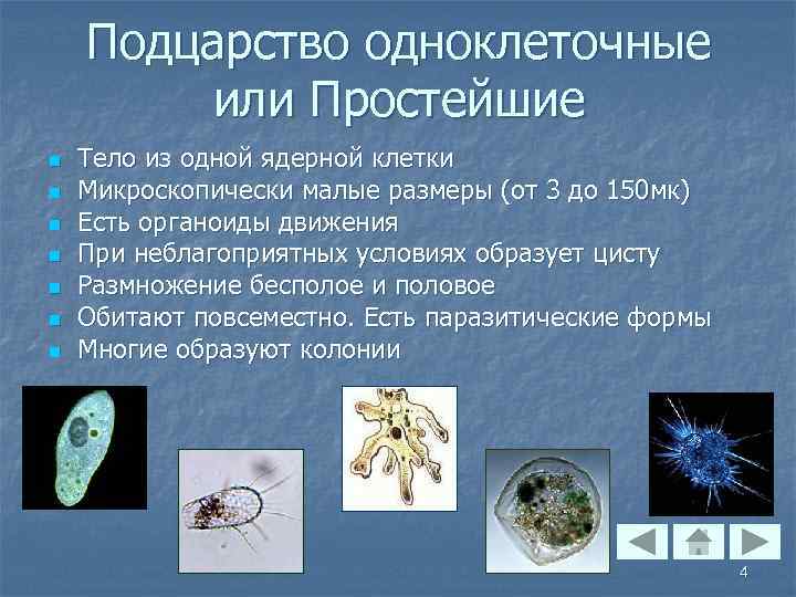 Подцарство одноклеточные или Простейшие n n n n Тело из одной ядерной клетки Микроскопически