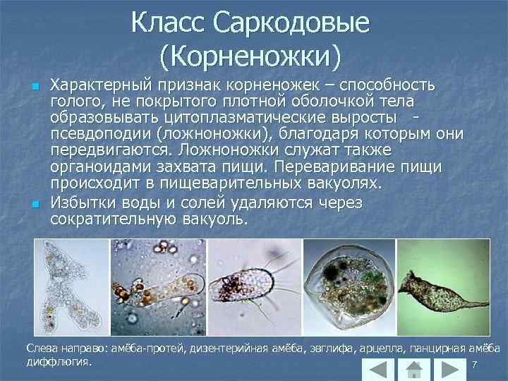 Класс Саркодовые (Корненожки) n n Характерный признак корненожек – способность голого, не покрытого плотной