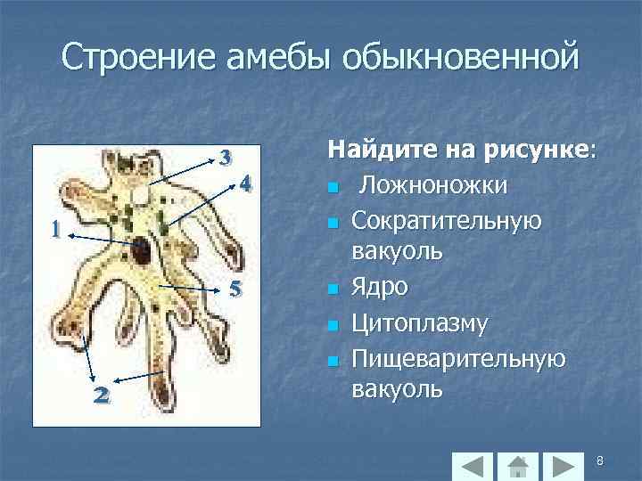 Строение амебы обыкновенной Найдите на рисунке: n Ложноножки n Сократительную вакуоль n Ядро n