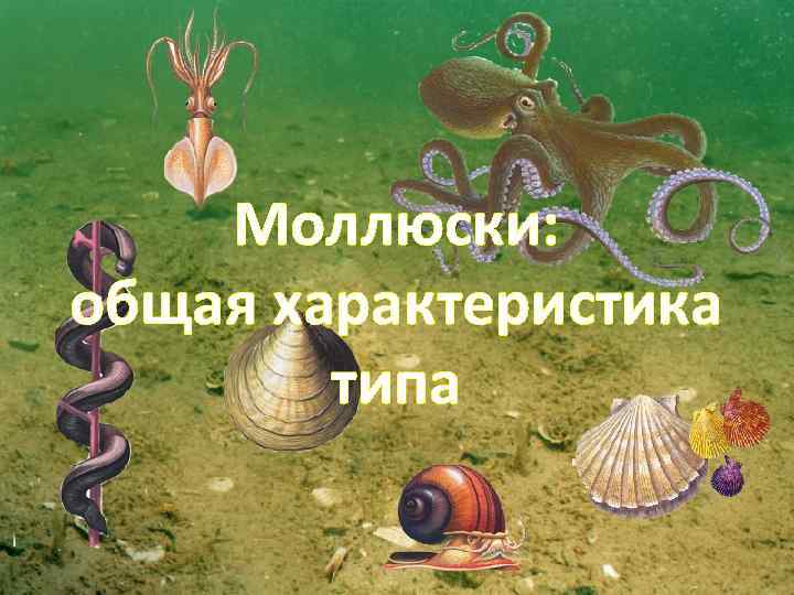 роль моллюсков в аквариуме