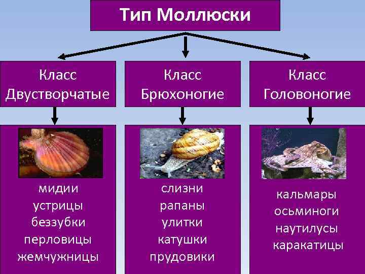 Разнообразие брюхоногих моллюсков их роль в природе проект 7 класс биология