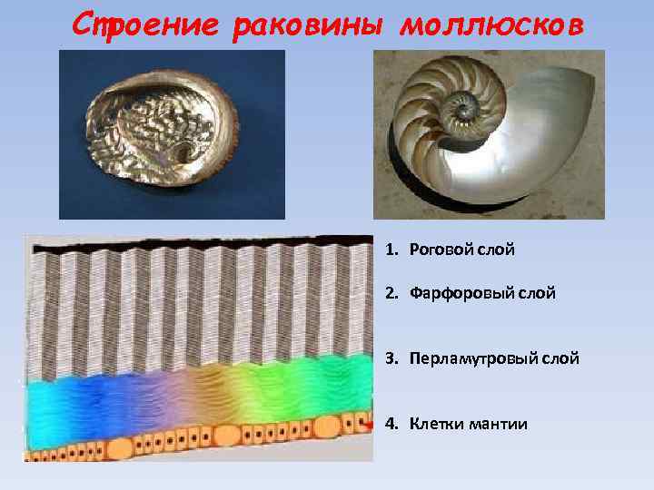 Строение раковины моллюсков 1. Роговой слой 2. Фарфоровый слой 3. Перламутровый слой 4. Клетки