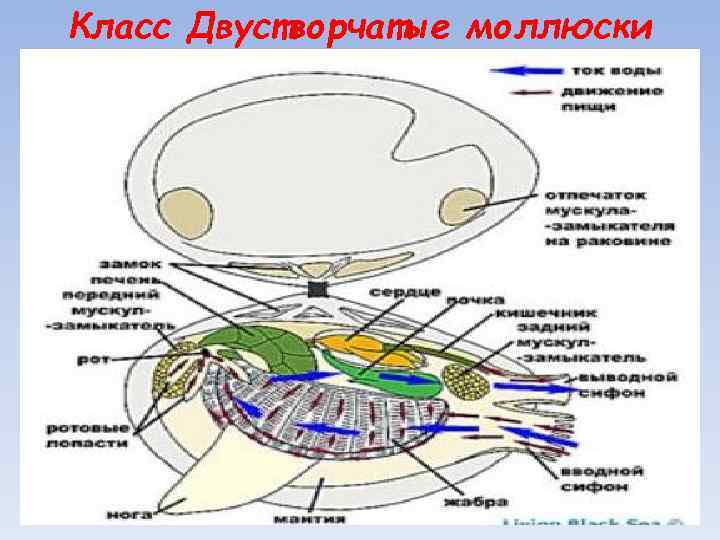 Класс Двустворчатые моллюски 