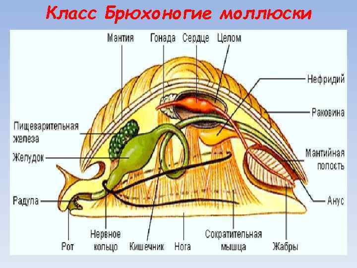 Класс Брюхоногие моллюски 