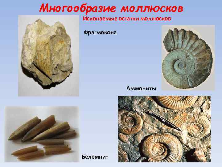 Многообразие моллюсков Ископаемые остатки моллюсков Фрагмокона Аммониты Белемнит 
