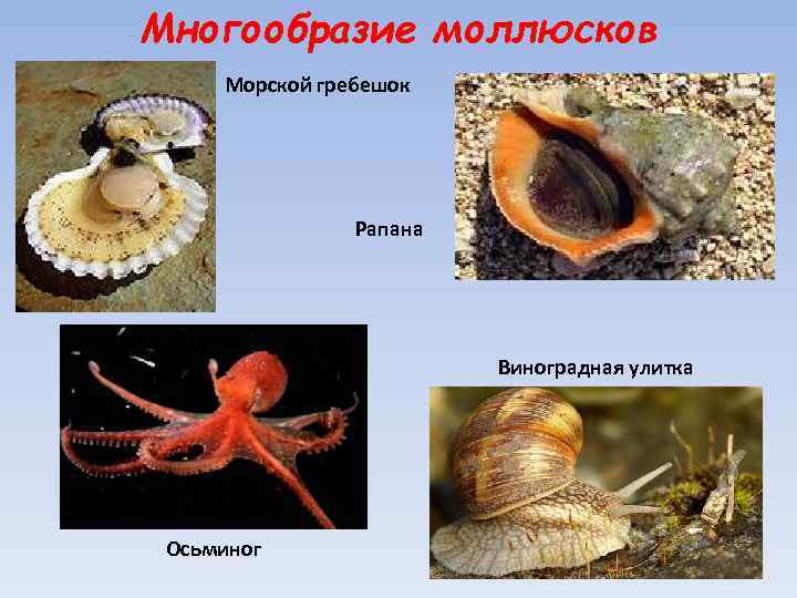 Многообразие моллюсков Морской гребешок Рапана Виноградная улитка Осьминог 
