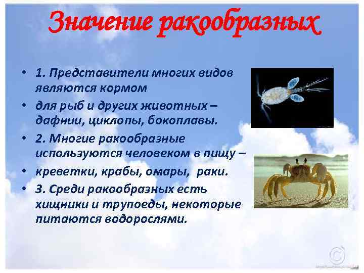 Значение ракообразных • 1. Представители многих видов являются кормом • для рыб и других