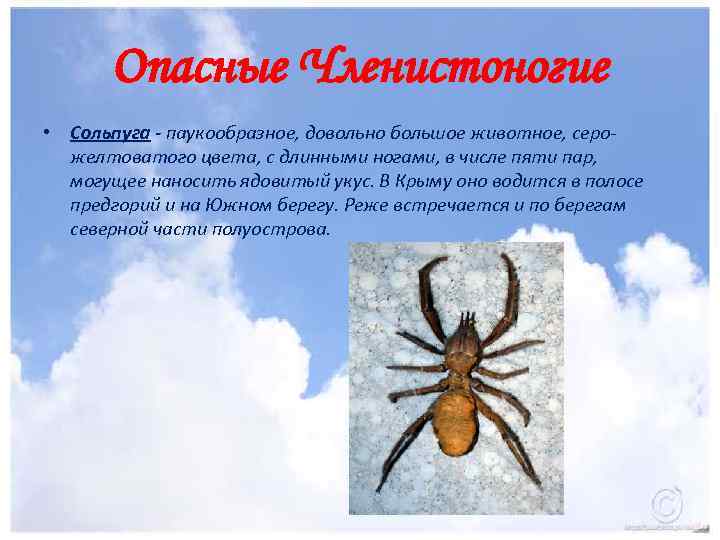 Опасные Членистоногие • Сольпуга - паукообразное, довольно большое животное, серожелтоватого цвета, с длинными ногами,