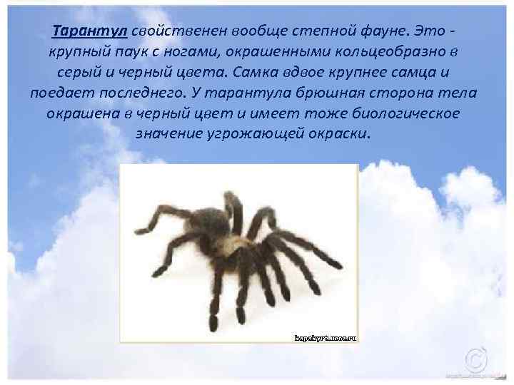 Тарантул свойственен вообще степной фауне. Это - крупный паук с ногами, окрашенными кольцеобразно в