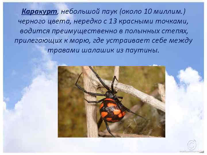 Каракурт, небольшой паук (около 10 миллим. ) черного цвета, нередко с 13 красными точками,