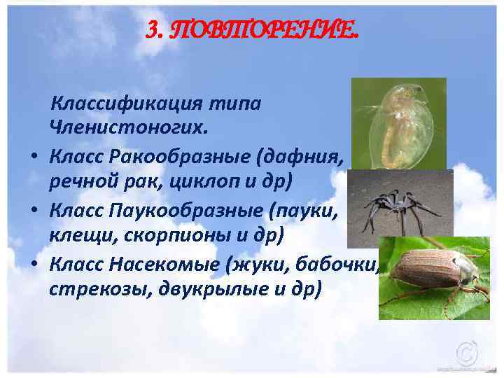 3. ПОВТОРЕНИЕ. Классификация типа Членистоногих. • Класс Ракообразные (дафния, речной рак, циклоп и др)