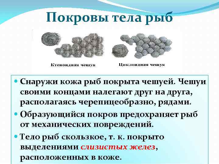 Покровы тела рыб Снаружи кожа рыб покрыта чешуей. Чешуи своими концами налегают друг на