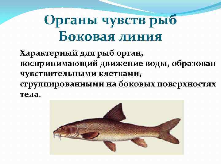 Органы чувств рыб Боковая линия Характерный для рыб орган, воспринимающий движение воды, образован чувствительными