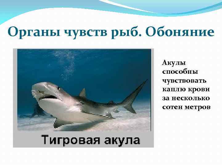 Органы чувств рыб. Обоняние Акулы способны чувствовать каплю крови за несколько сотен метров 