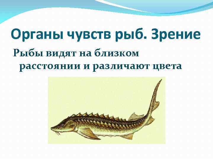 Органы чувств рыб. Зрение Рыбы видят на близком расстоянии и различают цвета 
