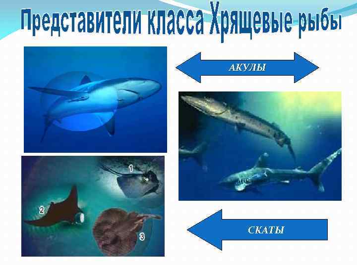 АКУЛЫ СКАТЫ 