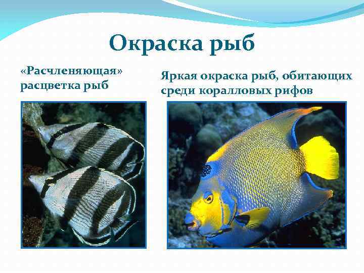 Окраска рыб «Расчленяющая» расцветка рыб Яркая окраска рыб, обитающих среди коралловых рифов 