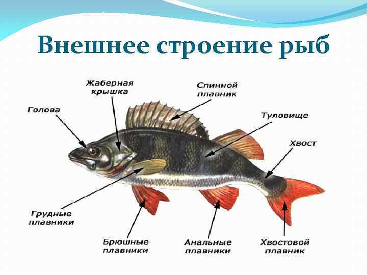 Внешнее строение рыб 