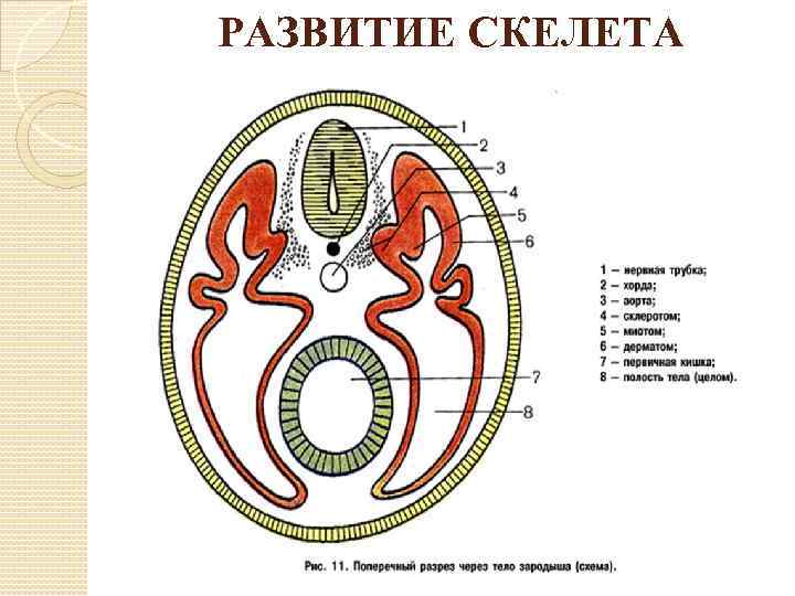 РАЗВИТИЕ СКЕЛЕТА 