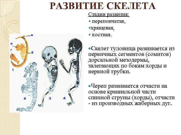 РАЗВИТИЕ СКЕЛЕТА Стадии развития: перепончатая, хрящевая, костная. Скелет туловища развивается из первичных сегментов (сомитов)