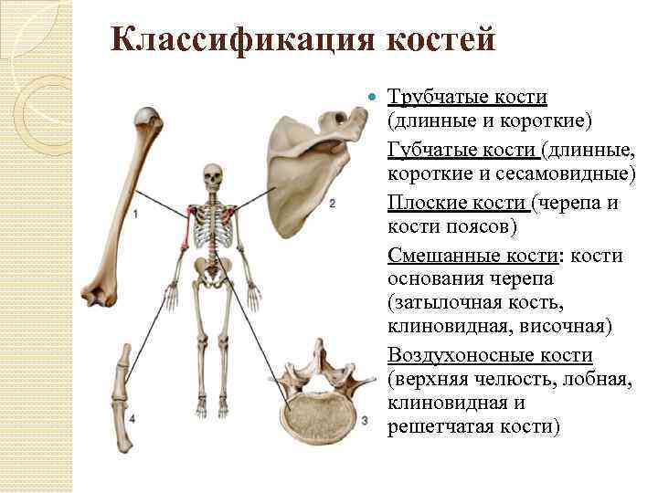 Классификация костей Трубчатые кости (длинные и короткие) Губчатые кости (длинные, короткие и сесамовидные) Плоские