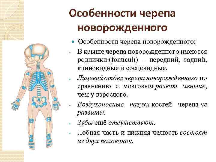 Особенности черепа новорожденного Особенности черепа новорожденного: В крыше черепа новорожденного имеются роднички (fonticuli) –