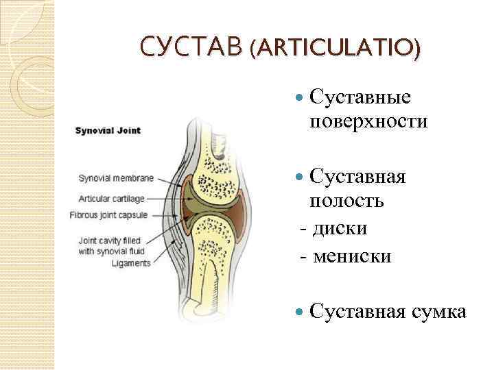 СУСТАВ (ARTICULATIO) Суставные поверхности Суставная полость - диски - мениски Суставная сумка 