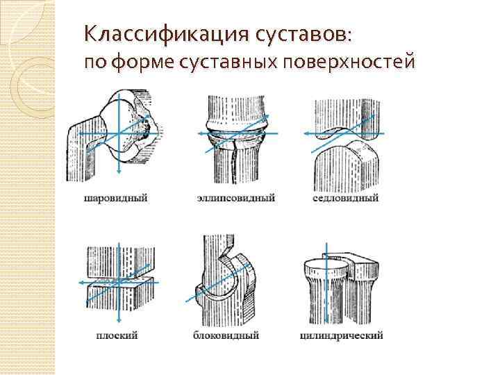 Классификация суставов: по форме суставных поверхностей 