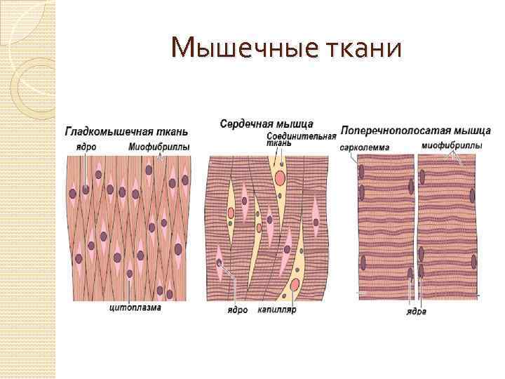 Мышечные ткани 