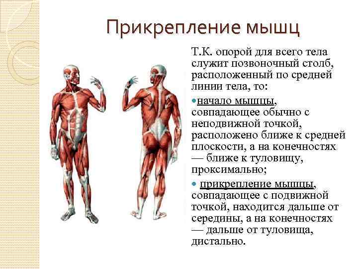 Прикрепление мышц Т. К. опорой для всего тела служит позвоночный столб, расположенный по средней