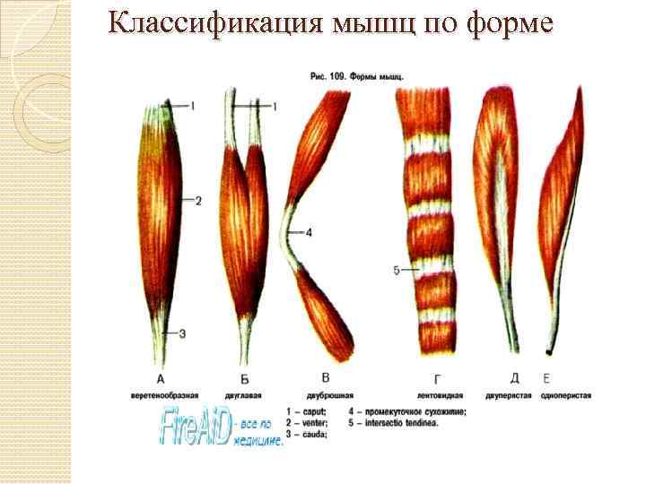 Классификация мышц человека