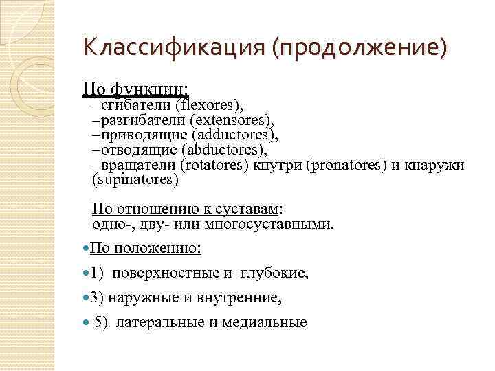 Классификация (продолжение) По функции: –сгибатели (flexores), –разгибатели (ехtensores), –приводящие (adductores), –отводящие (abductores), –вращатели (rotatores)