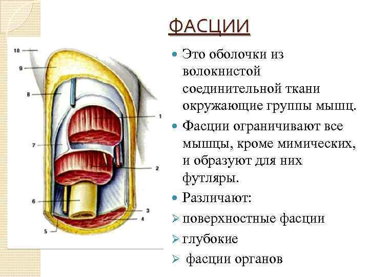 ФАСЦИИ Это оболочки из волокнистой соединительной ткани окружающие группы мышц. Фасции ограничивают все мышцы,