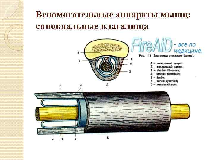 Вспомогательные аппараты мышц: синовиальные влагалища 