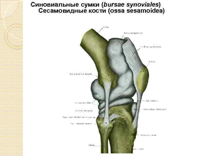 Синовиальные сумки (bursae synoviales) Сесамовидные кости (ossa sesamoidea) 